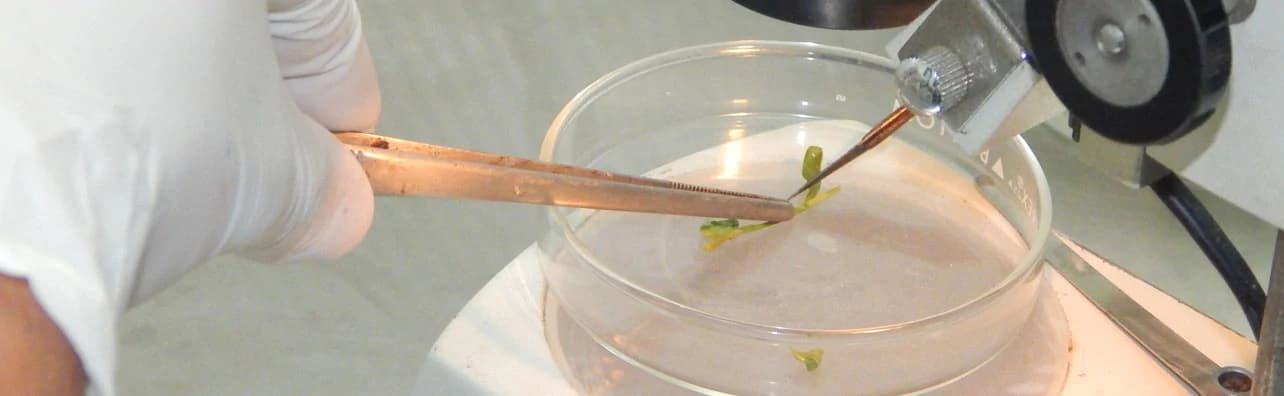 micropropagation lab