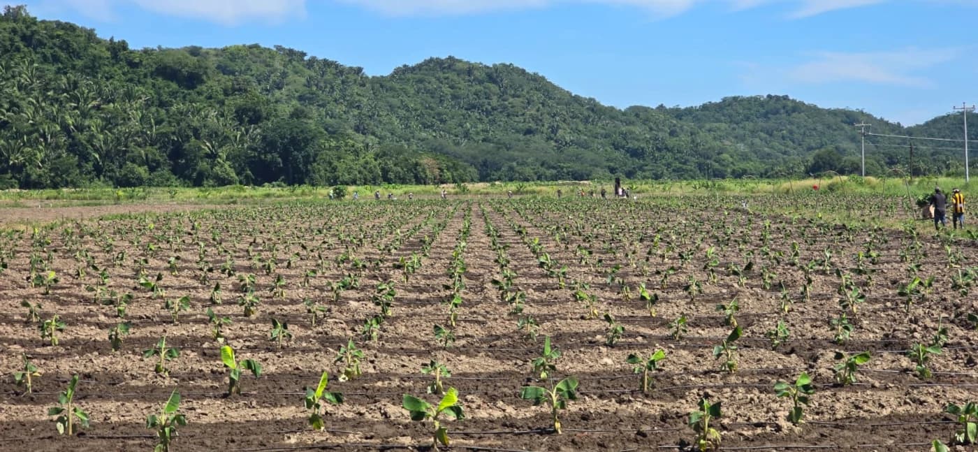 banana field planting